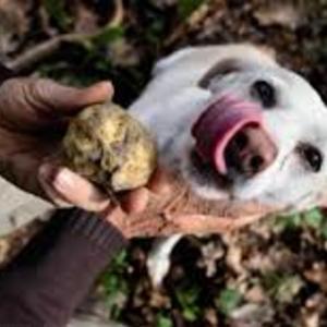 INDENNITÀ PER PIANTE TARTUFIGENE L.R. 16/08